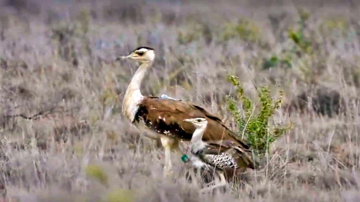 Three Great Indian Bustard chicks placed in rewilding tunnel in Jaisalmer