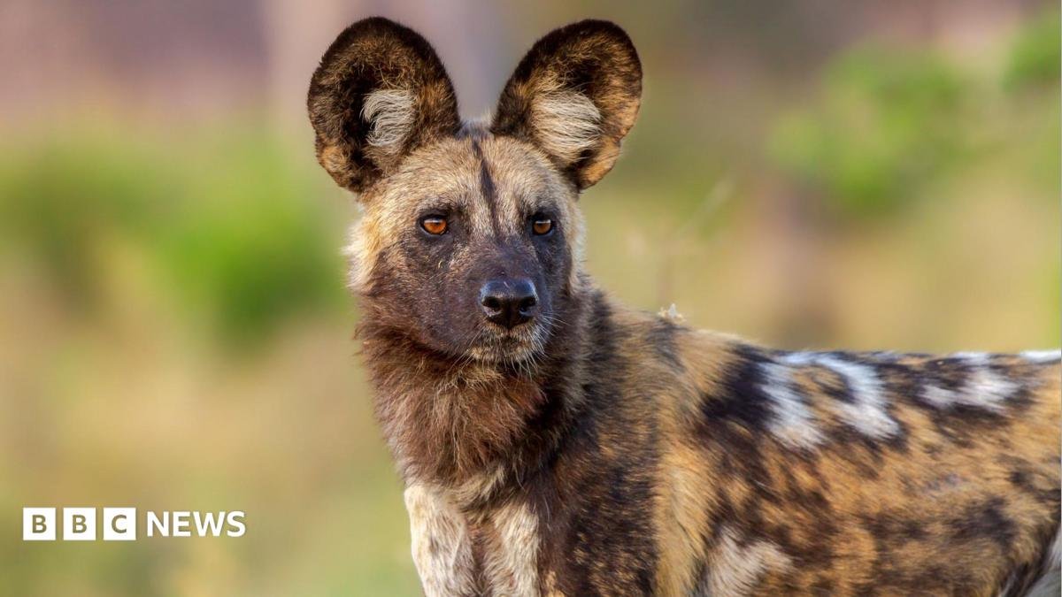 Wild dogs record 2,500-mile trek across Zambia in search of a mate