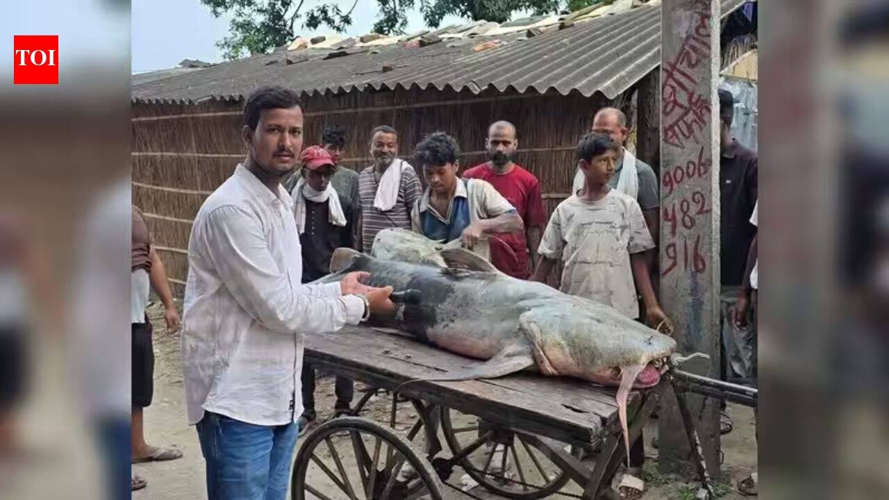 Nepal floods bring 'unusual' fish to Bihar, govt warns people not to eat or sell them