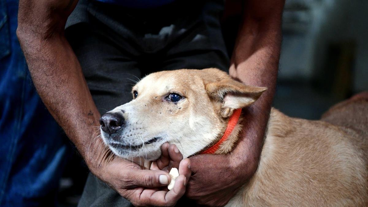 Bhutan leads South-East Asia in eliminating rabies as public health problem