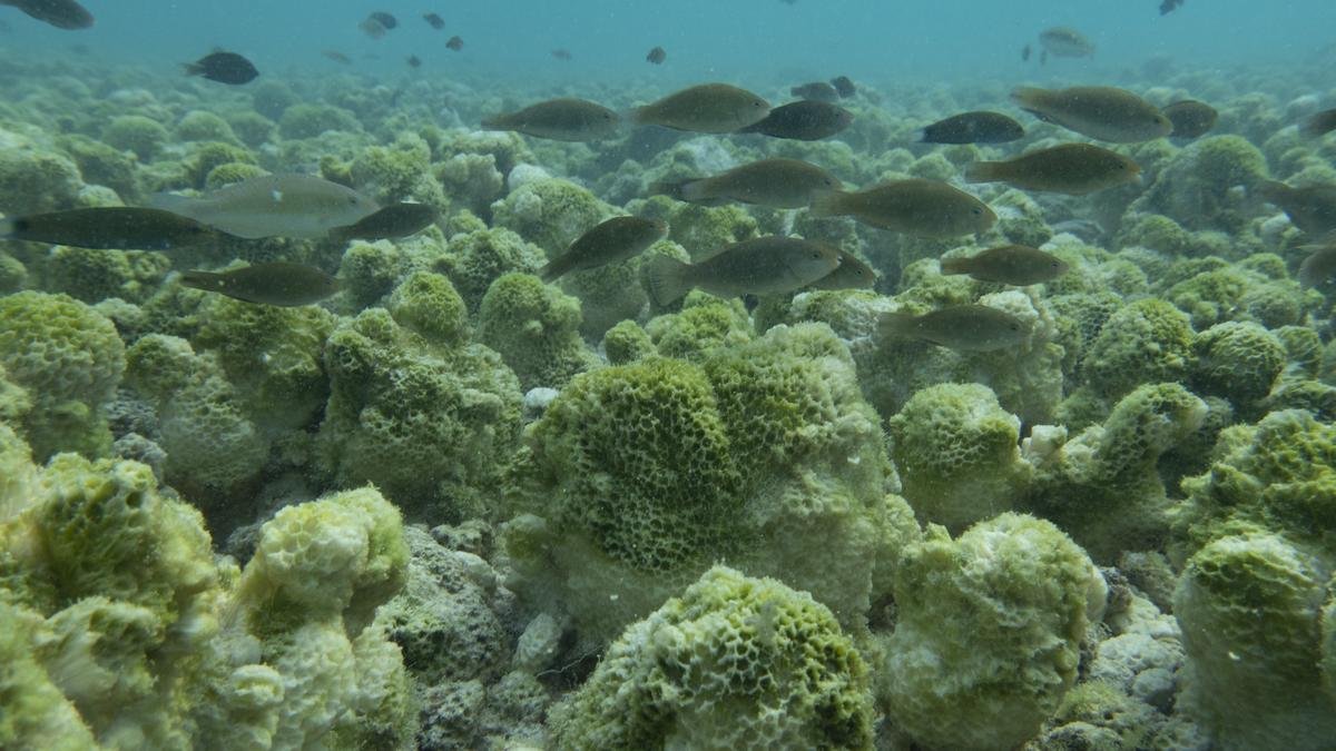 Ecologists urge scientists and policymakers to study imminent ‘Super’ El Niño to prepare for the future