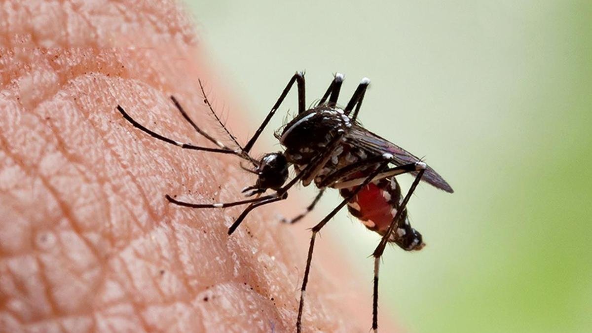 T.N. recording around 200 dengue cases a day, numbers remain steady: DPH