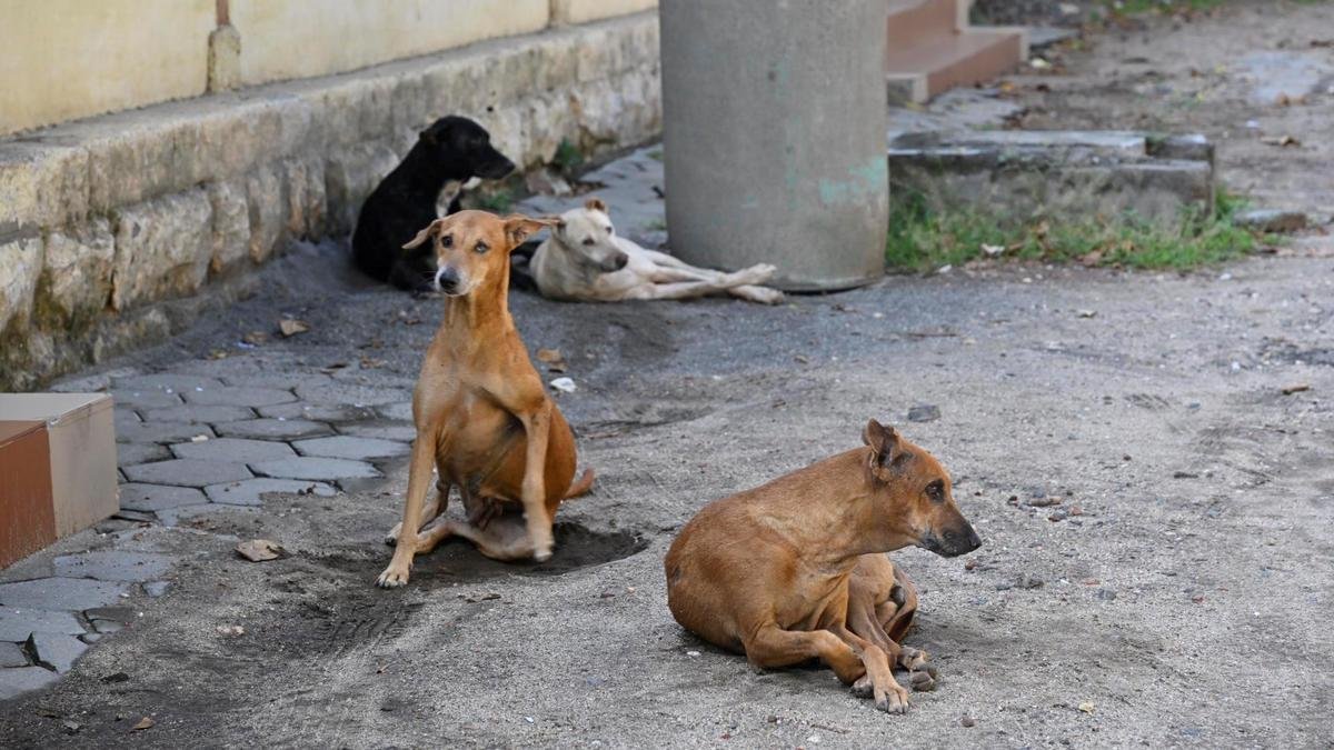 Delhi High Court asks civic bodies to coordinate with Lucknow on dog sterilisation training